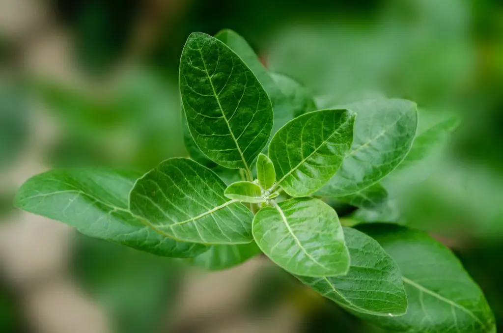 Difference Between Ashwagandha and Tongkat Ali Featured Image