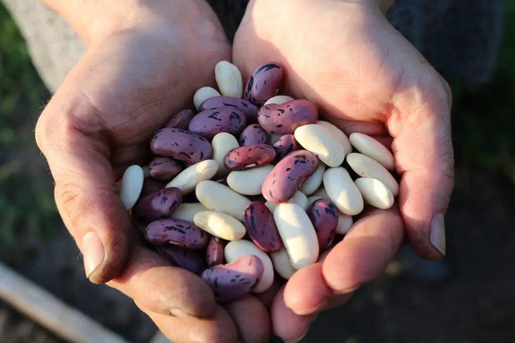 Difference Between White Beans and Soybeans