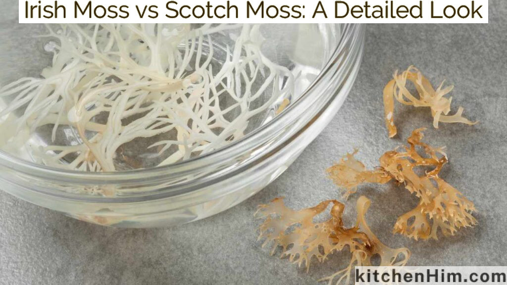 Irish Moss vs Scotch Moss: A Detailed Look